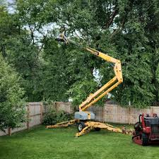 Professional Tree Removal Services in Chapel Hill, NC