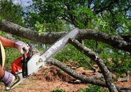  Chapel Hill, NC Tree Removal Services Pros